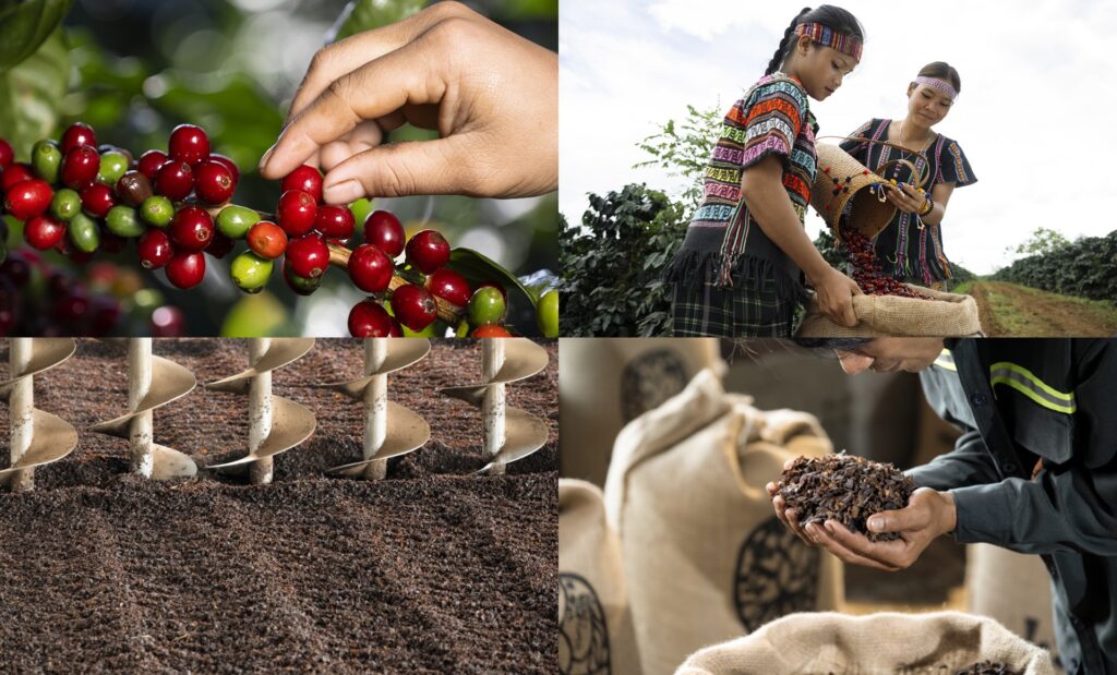 通常であれば廃棄されるコーヒーの果実と果皮をアップサイクル